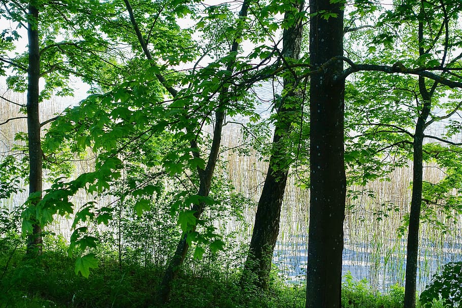 foliage, green, leaves, trees, environment, nature, natural HD wallpaper