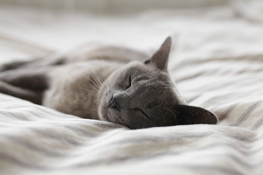 Russian Blue cat sleeping on whit textile, short-fur gray cat sleeping on white fabric sheet HD wallpaper