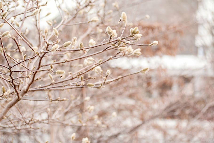 selective focus photo of trees, winter, spring, cold, frost HD wallpaper