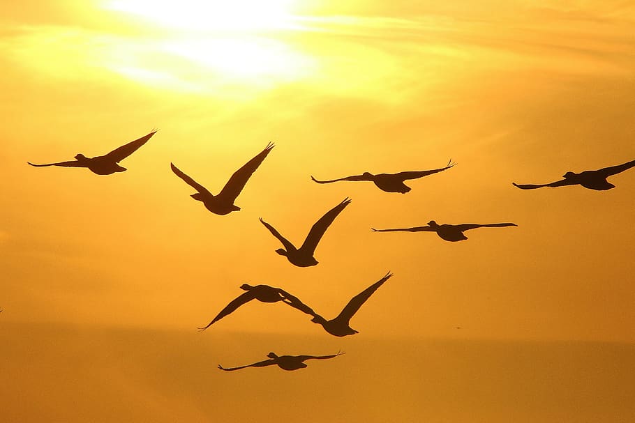 geese, winter, sunset, flying, bird, animal themes, animals in the wild, HD wallpaper