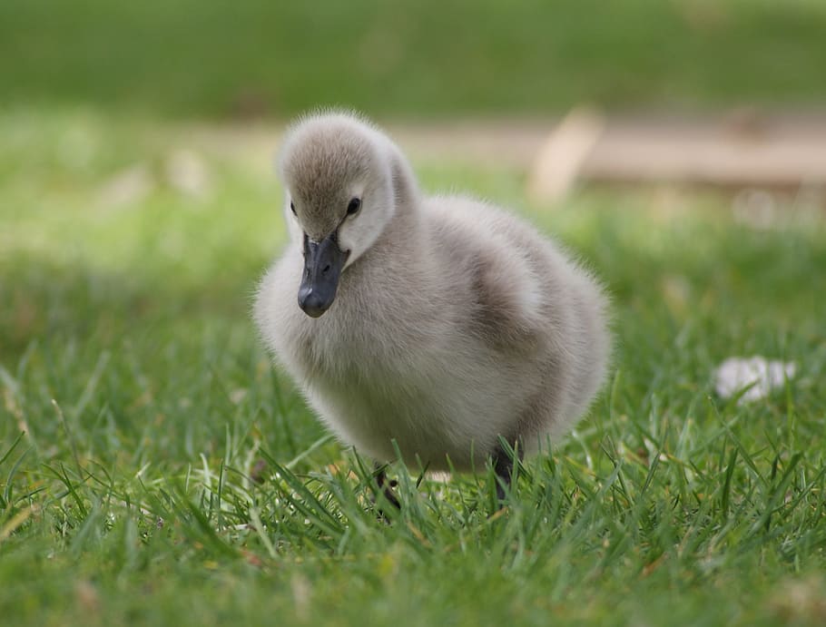 Gosling, Grass, park, animal, bird, nature, goose, young Animal HD wallpaper