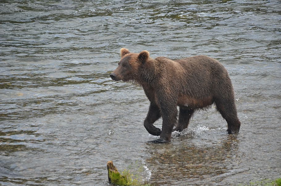 brooks fall, bear, alska, animal wildlife, one animal, river HD wallpaper