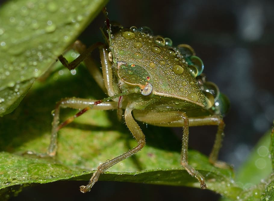 bug, nezara, viridula, macro, animals in the wild, animal wildlife HD wallpaper