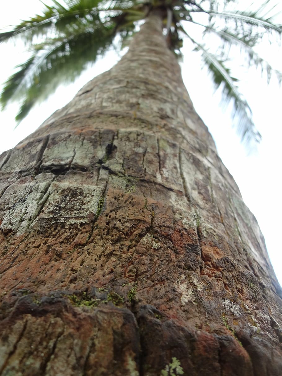 palm tree, nature, tree trunk, plant, low angle view, textured HD wallpaper