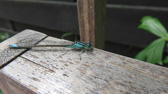 dragonfly, also, damsel, nature, bug, animal themes, invertebrate HD wallpaper