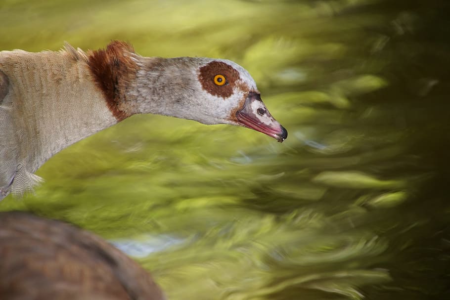 Alopochen, Egypt, Goose, nilgans, alopochen egypt, wilderness HD wallpaper