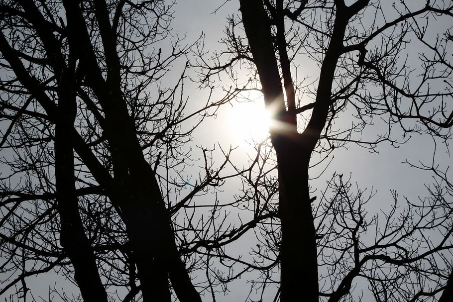 silhouette photography of leafless tree, sun, branches, spring HD wallpaper