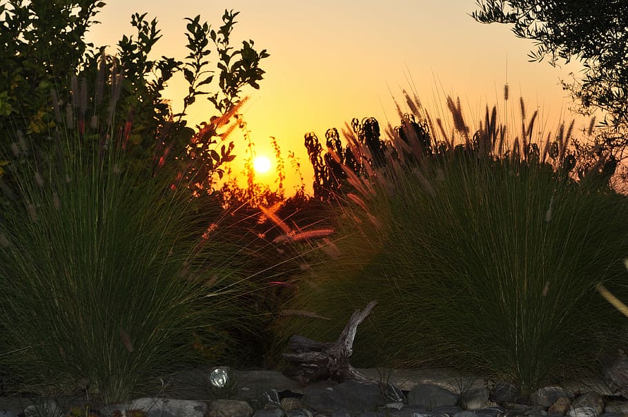 sunset, grasses, evening, sky, landscape, dusk, romantic, evening sky HD wallpaper