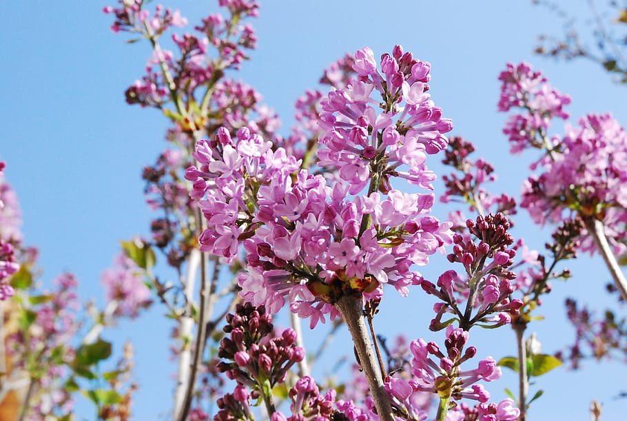 flowers, sky, pink, flowering plant, fragility, vulnerability HD wallpaper