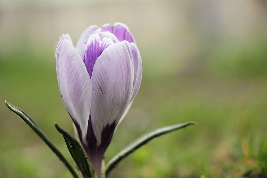 selective focus photo of white and purple crocus flower, spring HD wallpaper