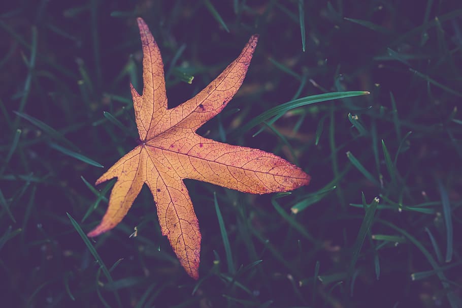 Brown Maple Leaf, autumn, autumn leaf, fall, grass, ground, growth HD wallpaper