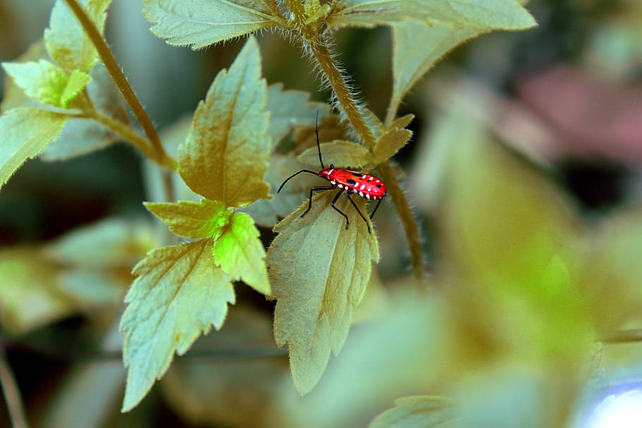 insects, plant, leaf, invertebrate, animals in the wild, animal wildlife HD wallpaper