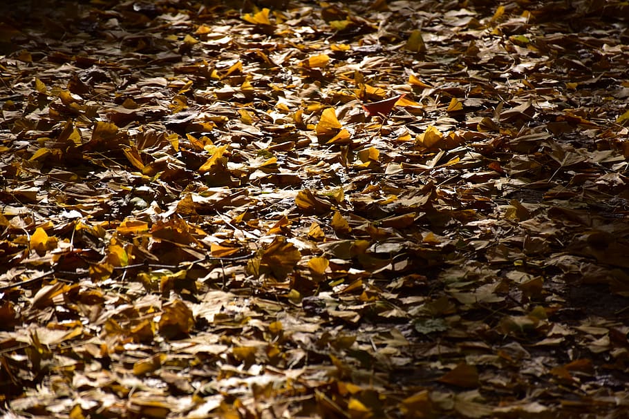 background, natural, texture, pattern, leaf, gingko tree, autumnal leaves HD wallpaper