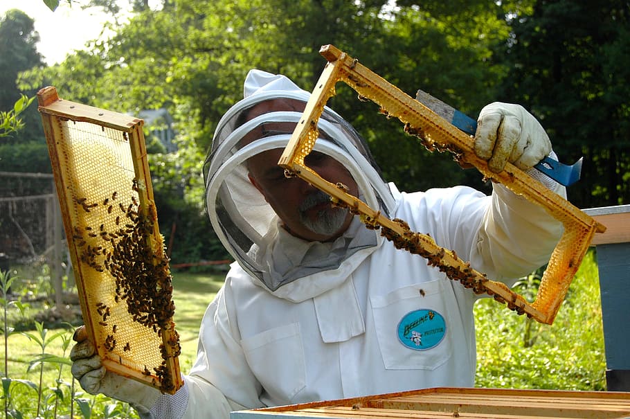 man wearing white suit, beekeeper, hive, inspection, beekeeping HD wallpaper