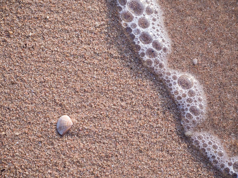 shell, wave, sea, water, summer, travel, beach, nature, sand HD wallpaper