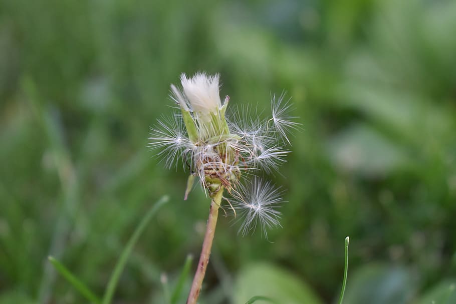 Dandelion, Weed, Flower, growth, nature, fragility, plant, freshness HD wallpaper