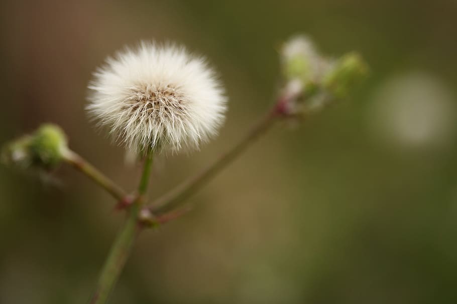 dandelalion flower photo, feather, spring, color image, macro HD wallpaper