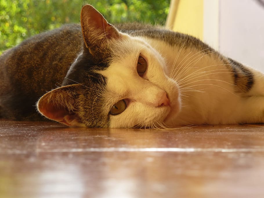 Cat, Tiger, White, Rest, tiger white, domestic Cat, pets, animal HD wallpaper