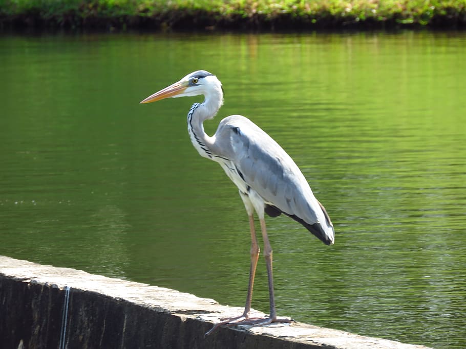 heron, bird, river, animal wildlife, animals in the wild, water HD wallpaper