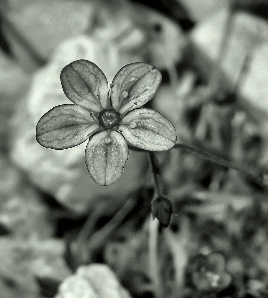 flower, fragile, grey, grayscale, drops, petals, flower bud HD wallpaper