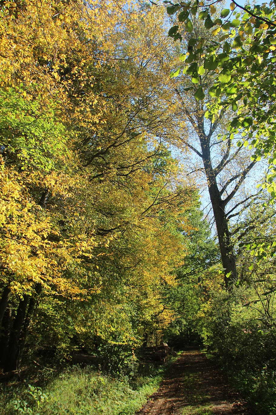 trees, forest, moor, forest path, nature, landscape, sunlight HD wallpaper