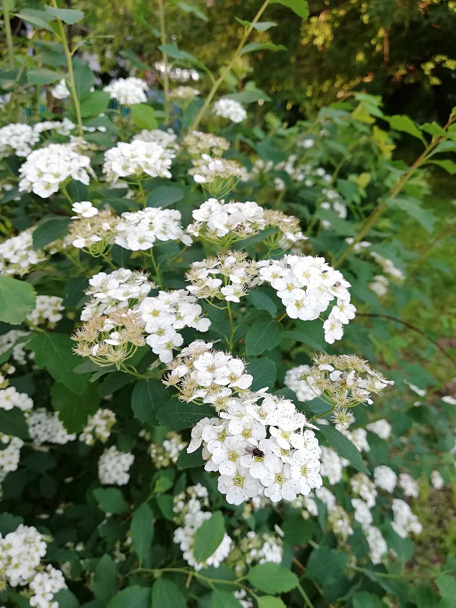 spring, bloom, white, may, nature, flowering plant, fragility HD wallpaper