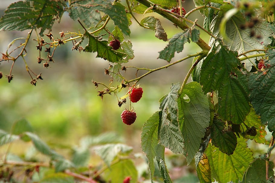 fruit, tree, fruit tree, bush, raspberries, food, sweet, fruits HD wallpaper