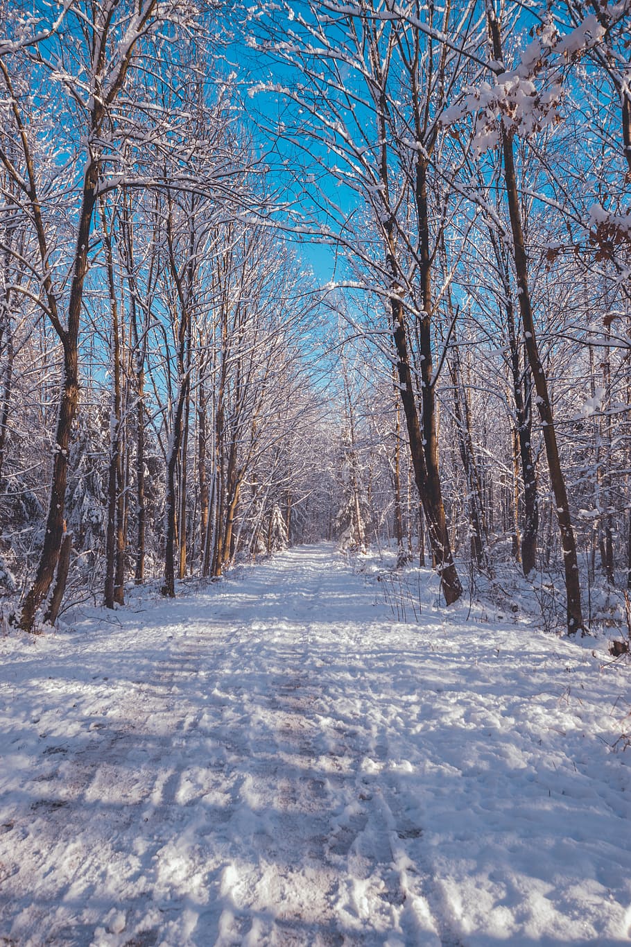 snow trails surrounded by trees, untitled, winter, woodland, forest HD wallpaper