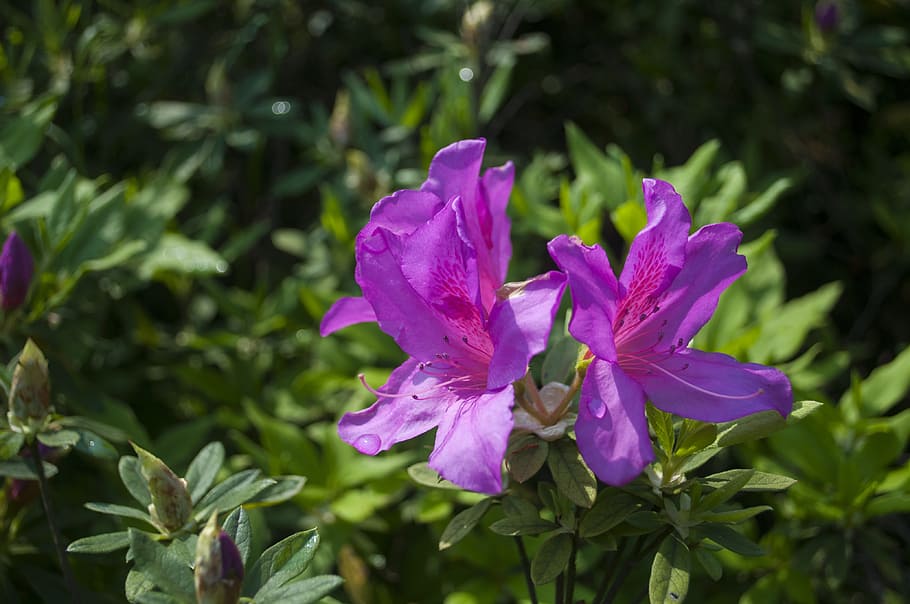 azalea, azaleas, two, lilac, flower, flowering plant, freshness HD wallpaper