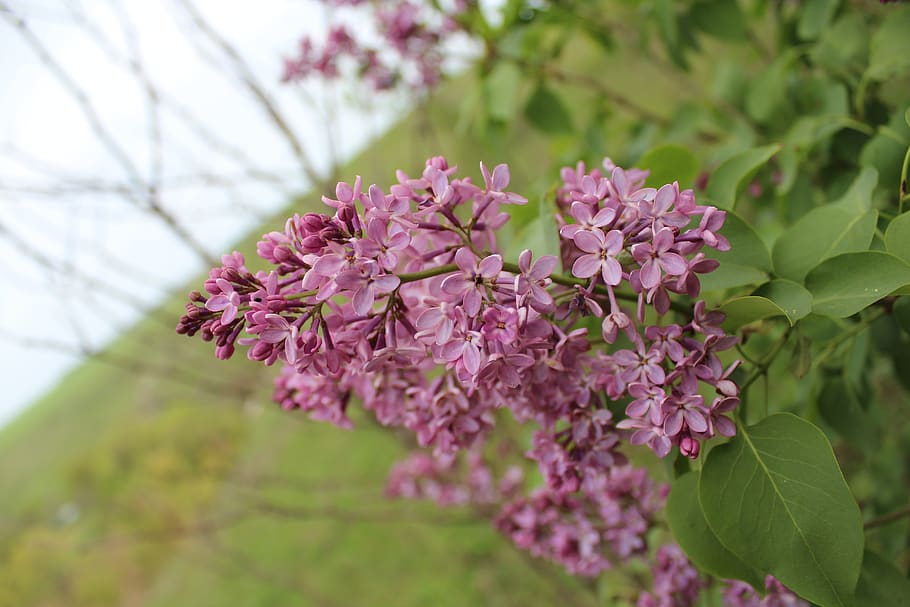 nature, lilac, flower, flowering plant, fragility, growth, vulnerability HD wallpaper