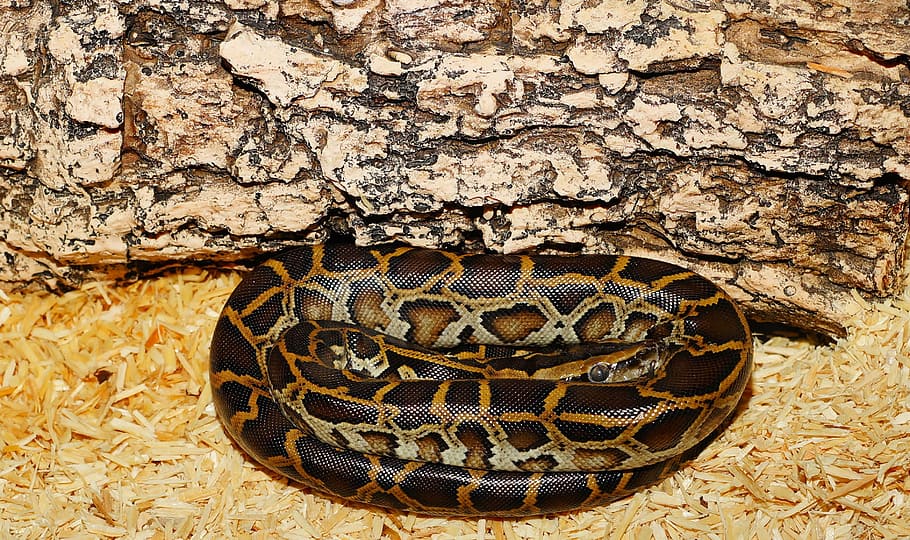 Burmese python near log, snake, young animal, dark tigerpython HD wallpaper