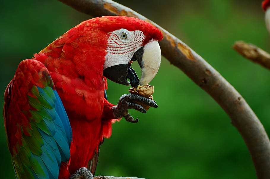 Macaw close up photo, parrot, bird, colorful, ara, plumage, animal, HD wallpaper