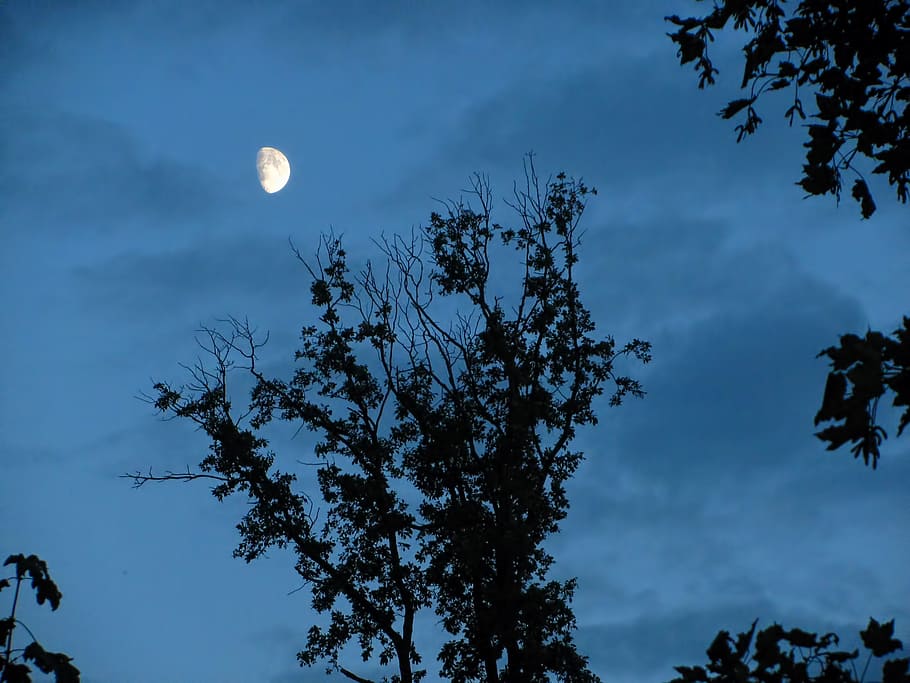 moon, moon shine, moon light, trees, branches, dark, evening HD wallpaper