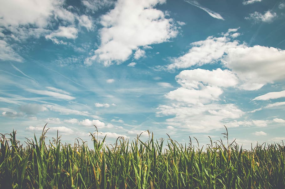 green cornfield under cloudy sky, green grass, crop, plant, wheat HD wallpaper