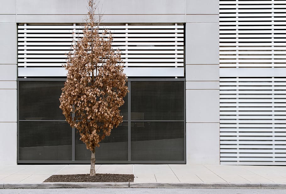 rule of thirds photography of brown tree beside black window, brown leafed tree beside white concrete building HD wallpaper