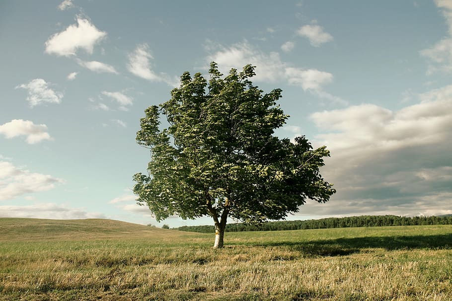 green leafed tree in middle of grass land during daytime, wind HD wallpaper