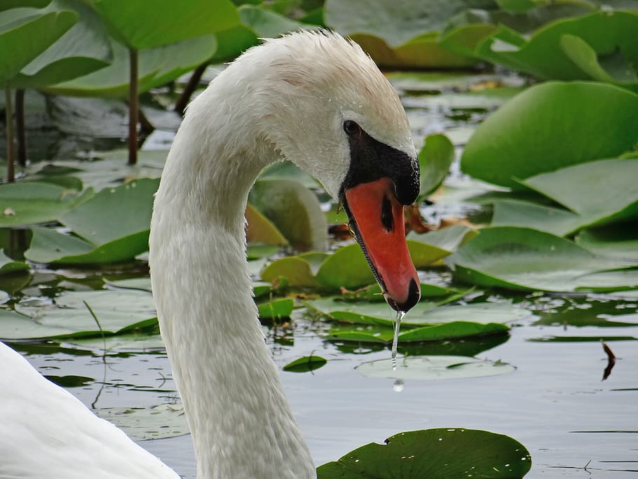 Swan, Nature, Side View, Elegance, Bird, white, water bird HD wallpaper