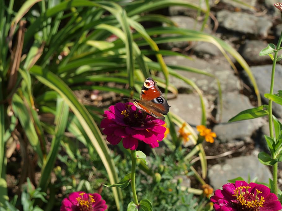 butterfly, flower, insect, flowering plant, beauty in nature HD wallpaper