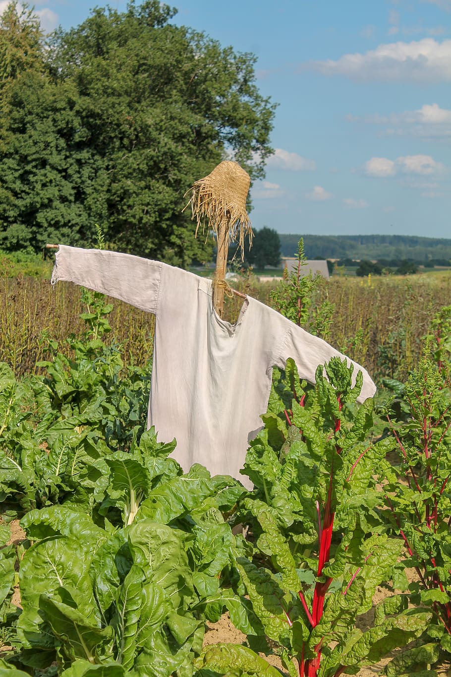 scarecrow, birds, vegetable field, bed, fields, vegetable patch, HD wallpaper