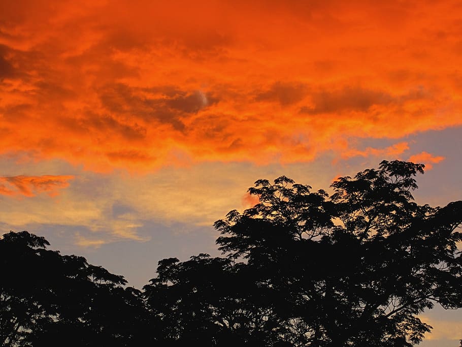 Orange, Sunset, Vivid, Trees, bright, impressive, the evening sky HD wallpaper