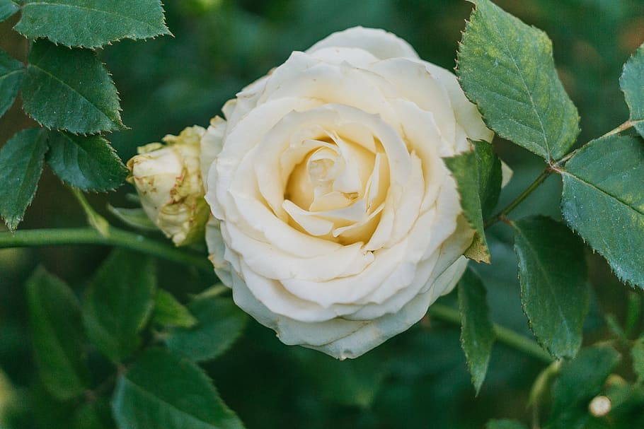 Close-Up Photography of White Flower Beside Green Leaves, beautiful HD wallpaper
