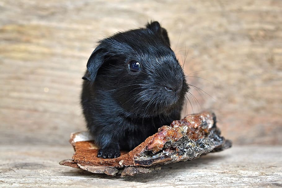 guinea pig, baby guinea pigs, newborn, smooth hair, black, small animal, HD wallpaper