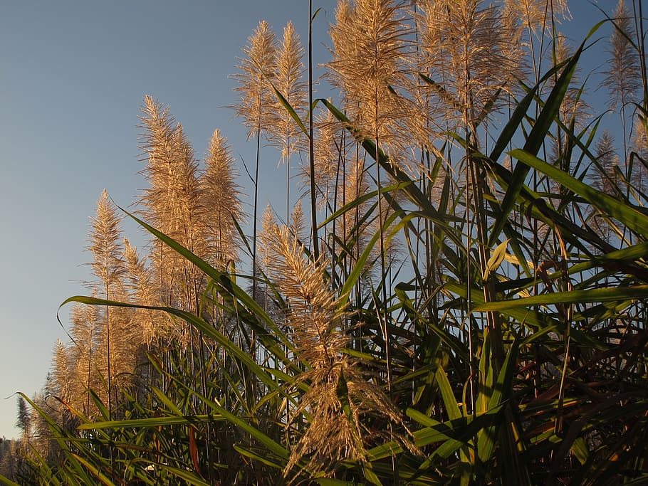 stem, cane, peaceful, plant, tree, growth, no people, nature HD wallpaper
