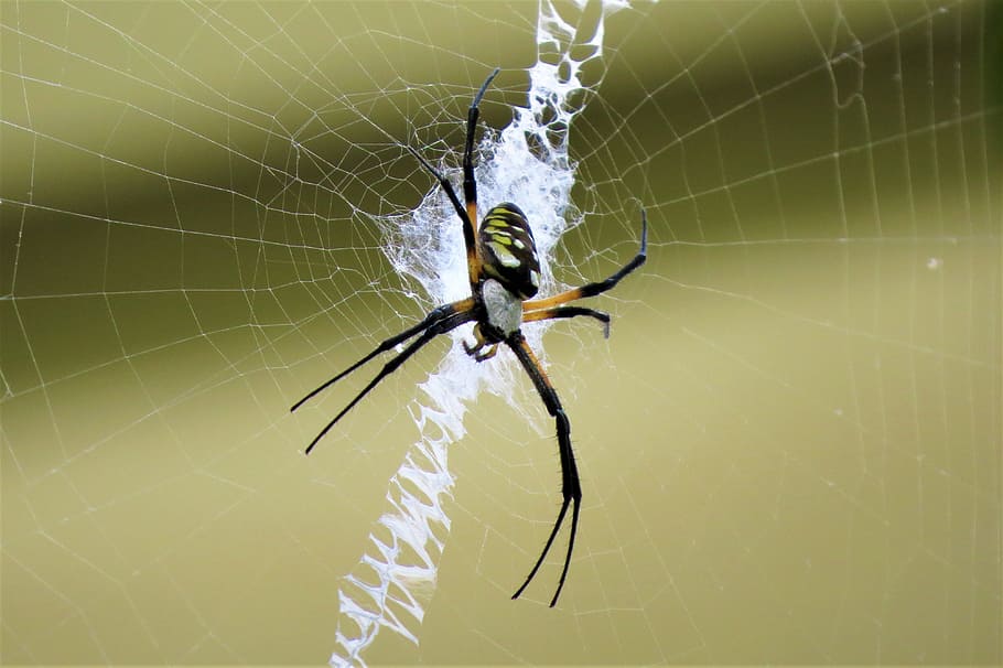 insect, spider, web, arachnid, animal themes, spider web, fragility HD wallpaper