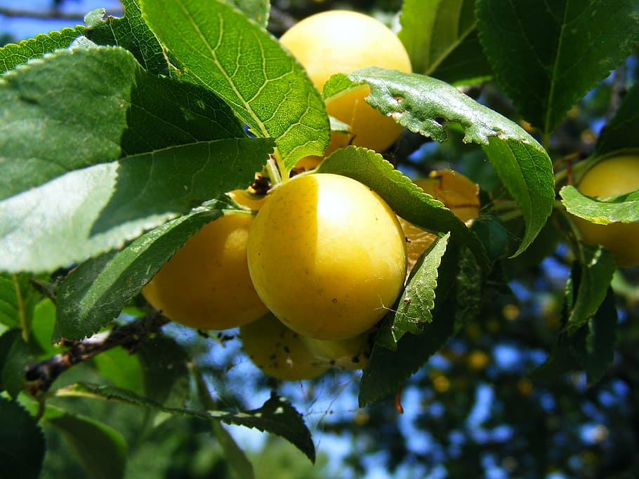 plums, prunu, red, round, sweet, yellow, fruit, leaf, plant part HD wallpaper