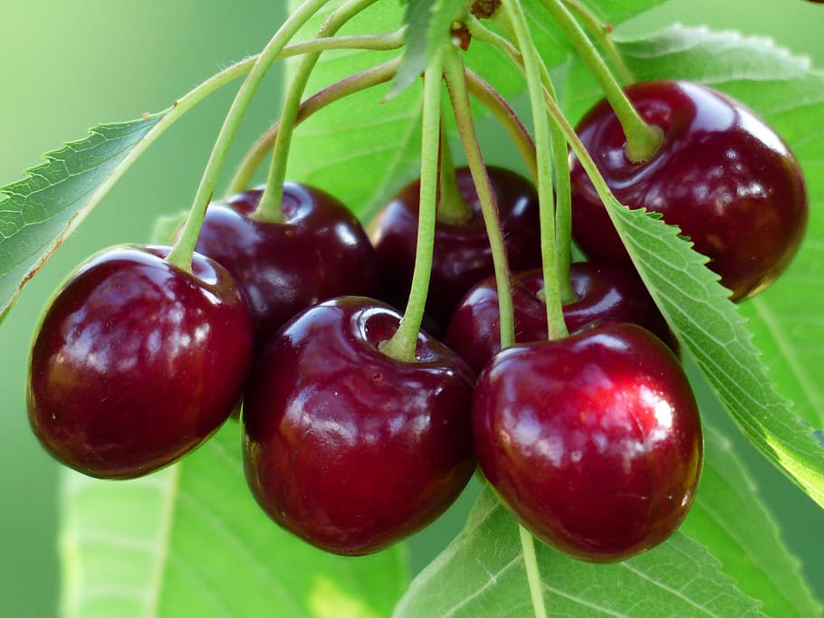 red round fruit, cherry, sweet cherry, healthy, leaves, branch, HD wallpaper