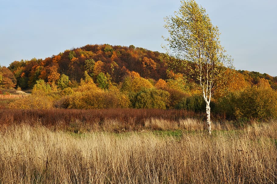Forest, Nature, Autumn Leaves, birch, landscape, tree, no people HD wallpaper