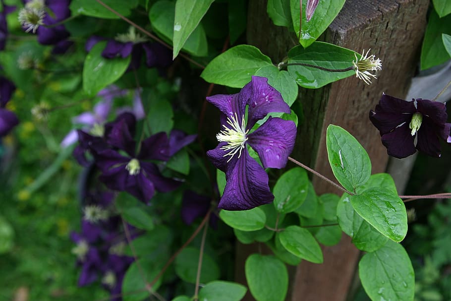 clematis, flower, vine, purple, violet, summer, blossom, outdoor HD wallpaper