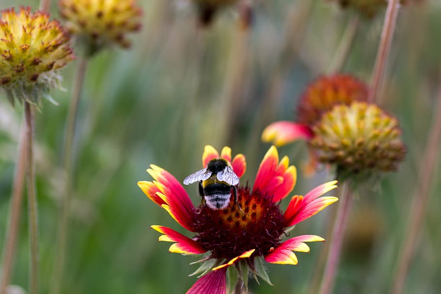 close, hummel, flower, collect, insect, bee, nature, plant HD wallpaper