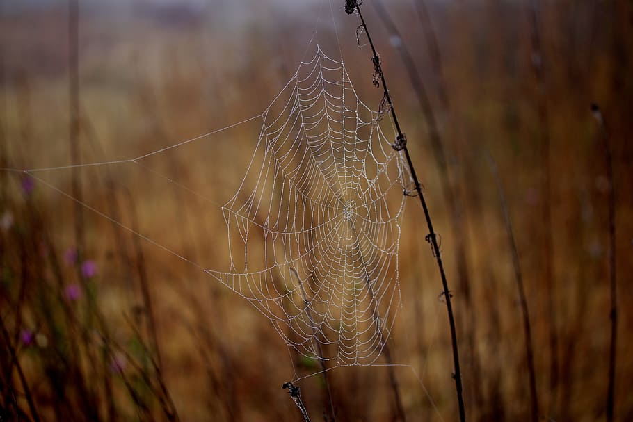 spider web, wet, hooked, place, dew, drops, nature, fragility HD wallpaper